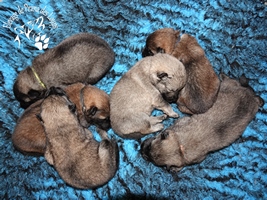 chiot eurasier